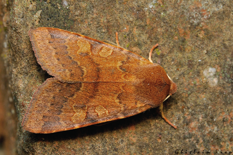 Anchoscelis helvola, 11/11/2021, Rebigue 31 &copy; Ghislain Riou