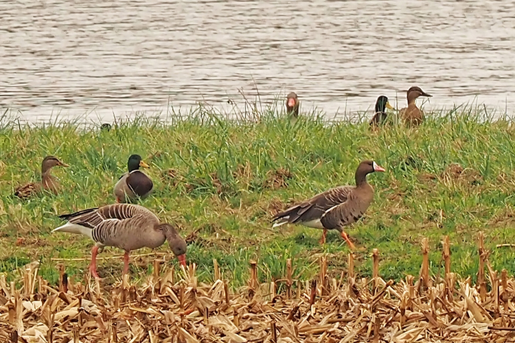 Oie rieuse, 27/11/2021, Puydarrieux 65 &copy; Jean-Philippe Thelliez