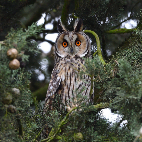 Hibou moyen-duc, Baziège 31, janvier 2022 &copy; Jean-Marc L'Hermite