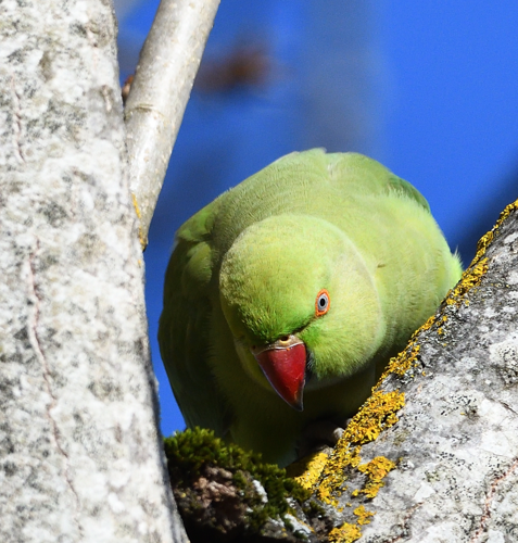 Perruche à collier, Roques sur Garonne 31, 19 décembre 2021 &copy; Jean-Marc L'Hermite