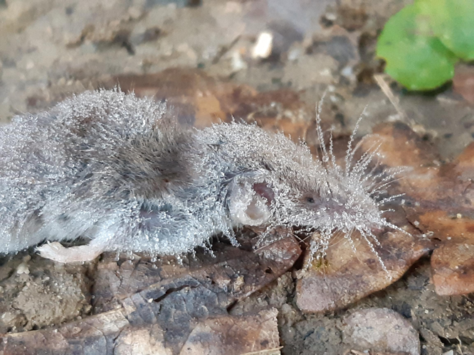 Pachyure étrusque, Mervilla 31, 21/01/2022 &copy; Ghislain Riou