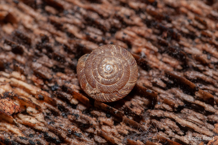 Discus rotundatus &copy; Nicolas Romet