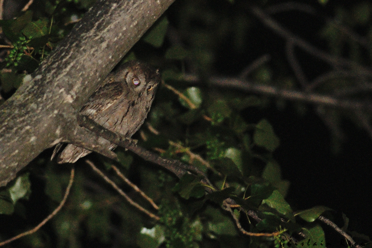 Petit-duc Scops, 18 avril 2014, Bédarieux 34 &copy; Ghislain Riou