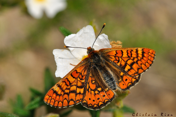 Euphydryas beckeri, 6 mai 2014, Vivès 66 &copy; Ghislain Riou