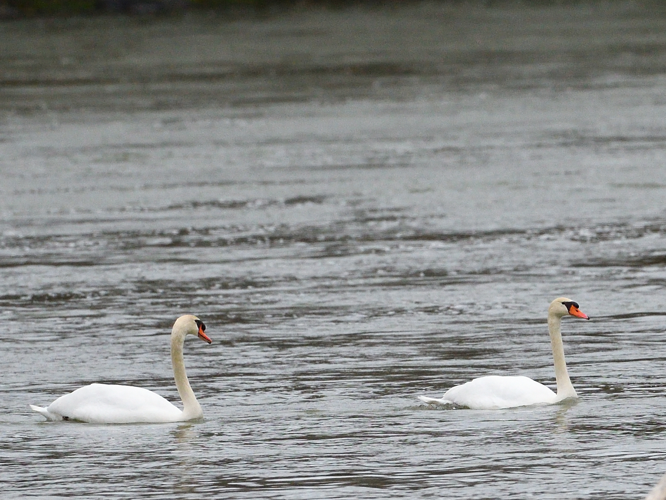 Cygne tuberculé, 12 mars 2022, Portet-sur-Garonne 31 &copy; Jean-Marc L'Hermite