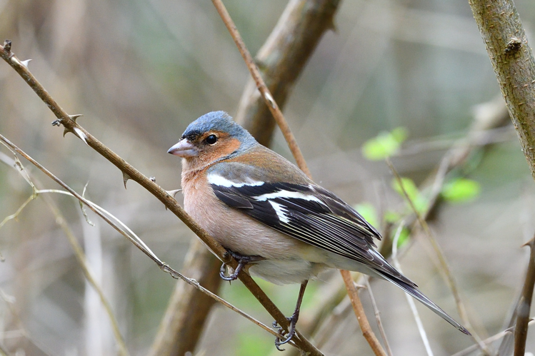 Pinson des arbres mâle, 12 mars 2022, Portet-sur-Garonne 31 &copy; Jean-Marc L'Hermite