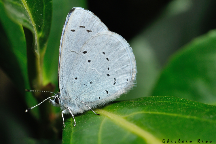 Celastrina argiolus, 20 mars 2022, Rebigue 31 &copy; Ghislain Riou