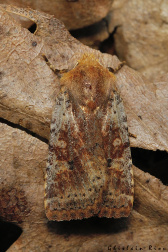 Conistra staudingeri, 28 mars 2022, Rebigue 31 &copy; Ghislain Riou