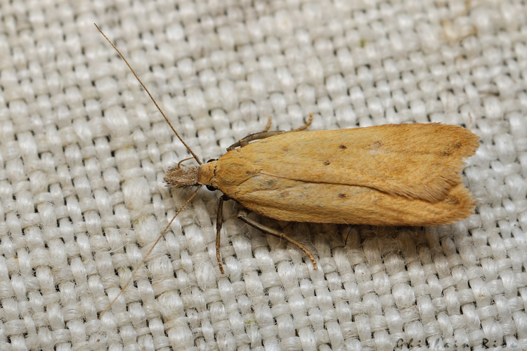 Dichomeris limosella, 6 sept 2021, Rebigue 31 &copy; Ghislain Riou