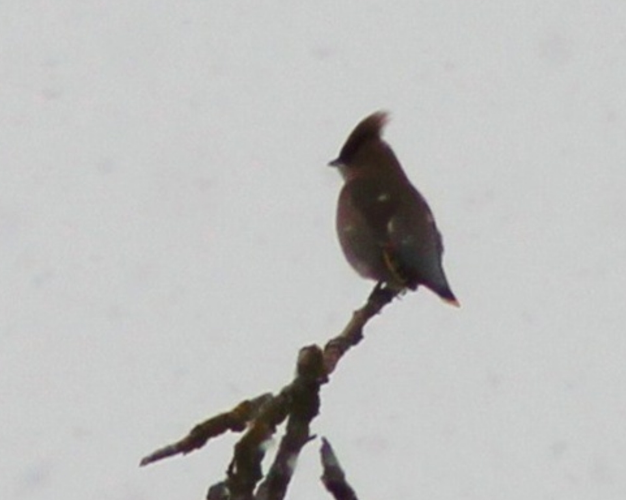 Jaseur boréal, 25 fév. 2013, Le Pin-Murelet 31 &copy; Bart Van Der Veen