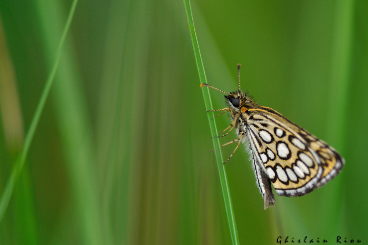 Heteropterus morpheus, 17 juin 2021, Ossun 65 &copy; Ghislain Riou