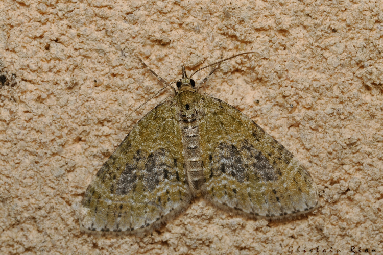 Acasis viretata, 27 avril 2022, Rebigue 31 &copy; Ghislain Riou