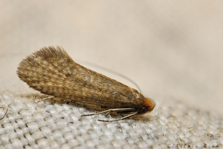 Nematopogon adansoniella, 27 avril 2022, Rebigue 31 &copy; Ghislain Riou