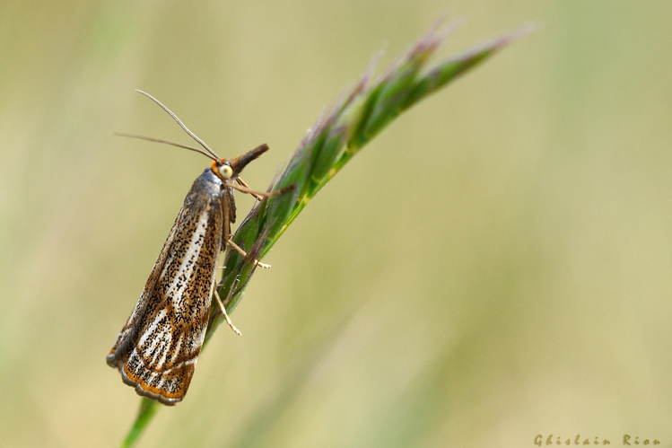 Thisanotia chrysonuchella, 2 mai 2022, Cornus 12 &copy; Ghislain Riou