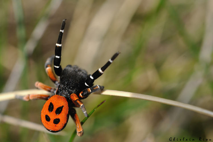 Eresus cf. kollari, 2 mai 2022, Creissels 12 &copy; Ghislain Riou