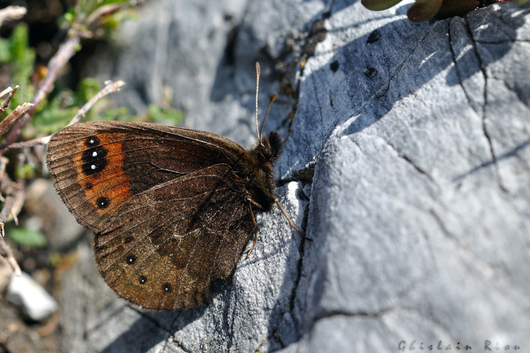 Erebia triarius femelle, 13 mai 2022, Nistos 65 &copy; Ghislain Riou