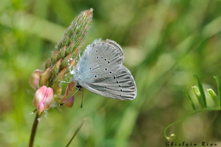 Cupido osiris fem, 3 juin 2022, Creissels 12 &copy; Ghislain Riou