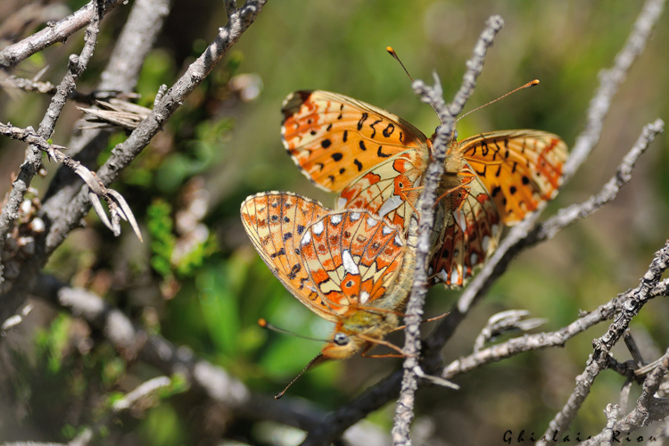 Boloria euphrosyne accouplement, 9 juin 2022, Bordères-Louron 65 &copy; Ghislain Riou