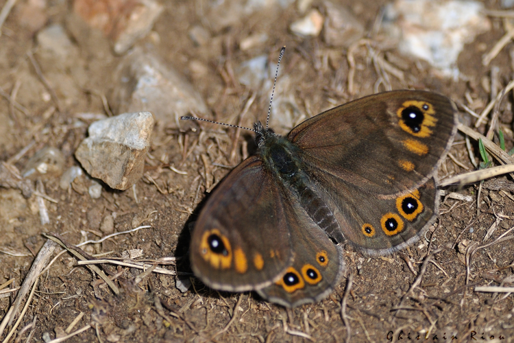 Lasiommata petropolitana mâle, 9 juin 2022, Bordères-Louron 65 &copy; Ghislain Riou