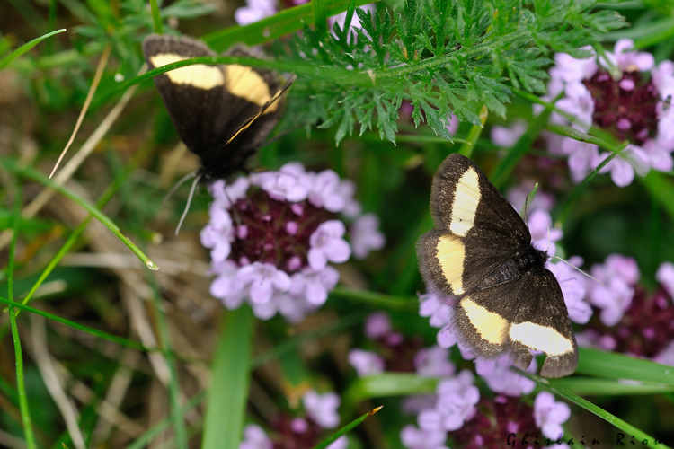 Psodos quadrifaria, 8 juin 2022, Bordères-Louron 65 &copy; Ghislain Riou
