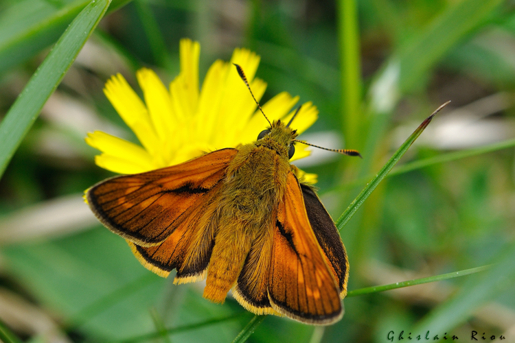 Ochlodes sylvanus, 8 juin 2022, Bordères-Louron 65 &copy; Ghislain Riou