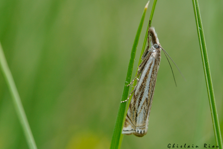 Crambus lathoniellus, 8 juin 2022, Bordères-Louron 65 &copy; Ghislain Riou
