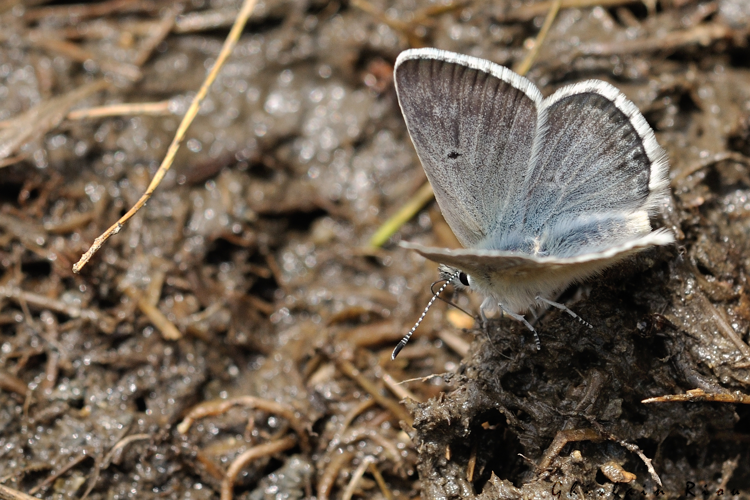 Agriades glandon mâle, 17 juin 2022, Gavarnie-Gèdre 65 &copy; Ghislain Riou