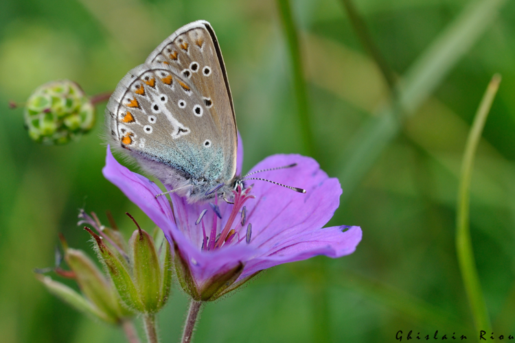 Eumedonia eumedon, 16 juin 2022, Gavarnie-Gèdre 65 &copy; Ghislain Riou