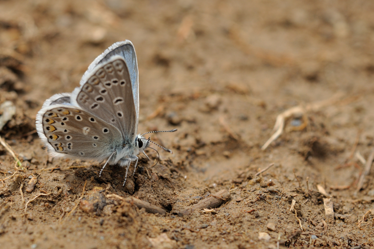 Polyommatus eros mâle, 16 juin 2022, Gavarnie-Gèdre 65 &copy; Ghislain Riou