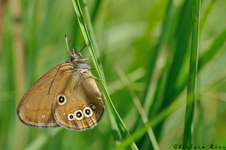 Coenonympha oedippus, 19 juin 2022, Lourdes 65 &copy; Ghislain Riou