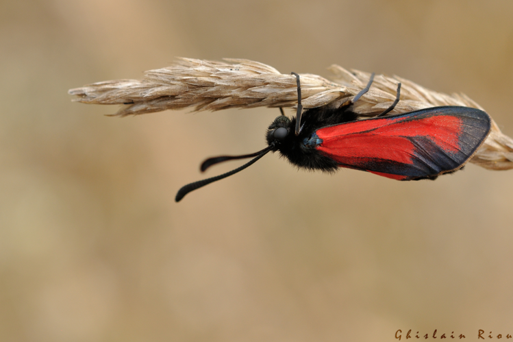 Zygaena erythrus, 21 juin 2022, Veyreau 12 &copy; Ghislain Riou