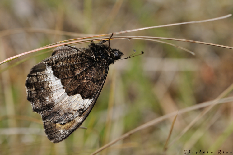 Hipparchia genava mâle, 21 juin 2022, Veyreau 12 &copy; Ghislain Riou