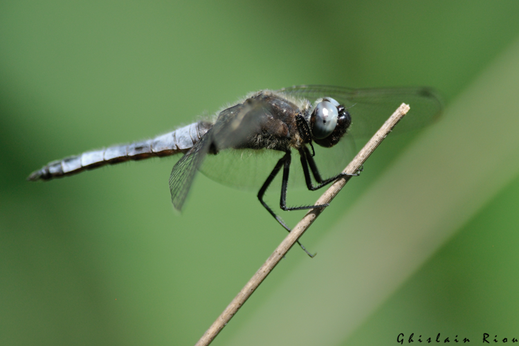 Libellula fulva mâle, 19 juin 2022, Lourdes 65 &copy; Ghislain Riou