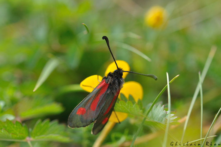 Zygaena contaminei, 18 juin 2022, Estaing 65 &copy; Ghislain Riou