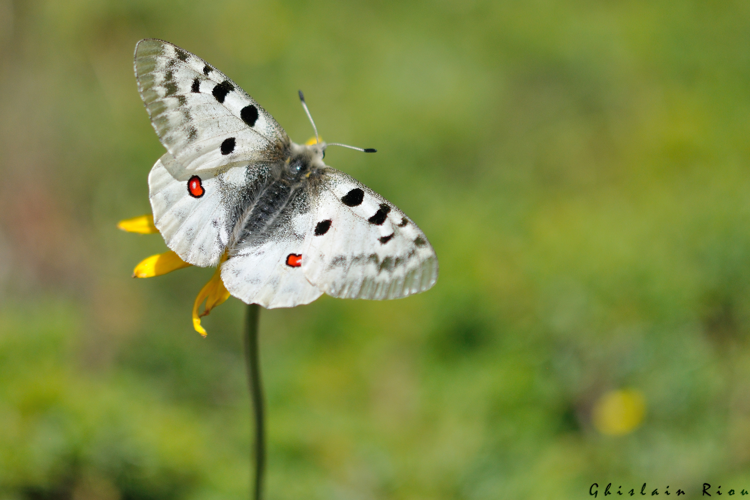Parnassius apollo, 29 juin 2022, Gavarnie-Gèdre 65 &copy; Ghislain Riou