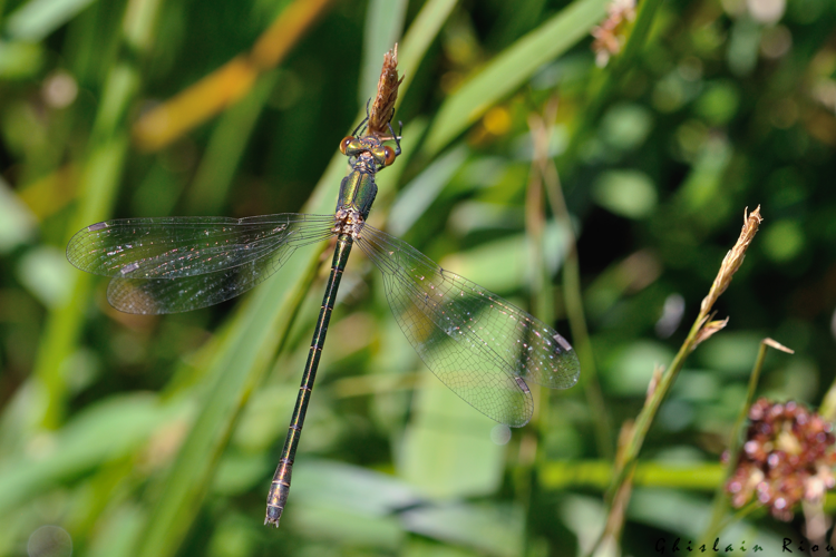 Lestes dryas femelle, 29 juin 2022, Gavarnie-Gèdre 65 &copy; Ghislain Riou