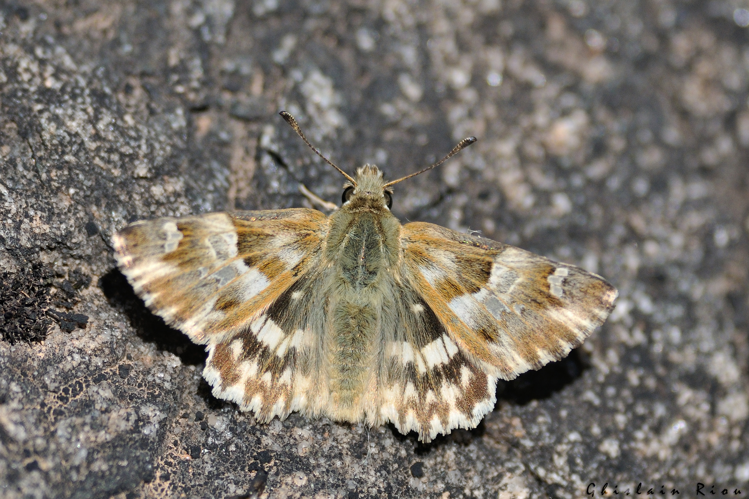Carcharodus lavatherae, 29 juin 2022, Gavarnie-Gèdre 65 &copy; Ghislain Riou