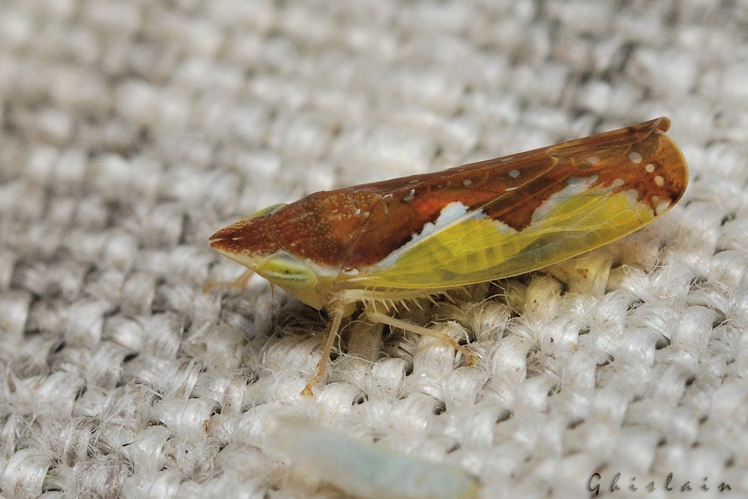 Platymetopius major/undatus, 15 juillet 2022, Rebigue 31 &copy; Ghislain Riou