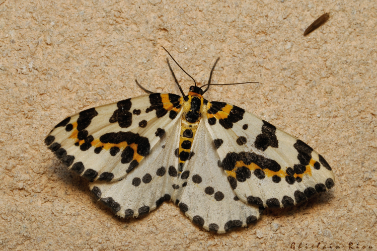 Abraxas grossulariata, 15 juillet 2022, Rebigue 31 &copy; Ghislain Riou