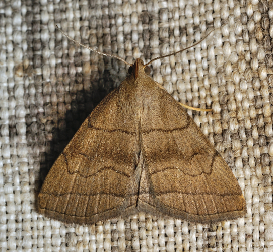 Herminia tarsicrinalis, 15 juillet 2022, Rebigue 31 &copy; Ghislain Riou