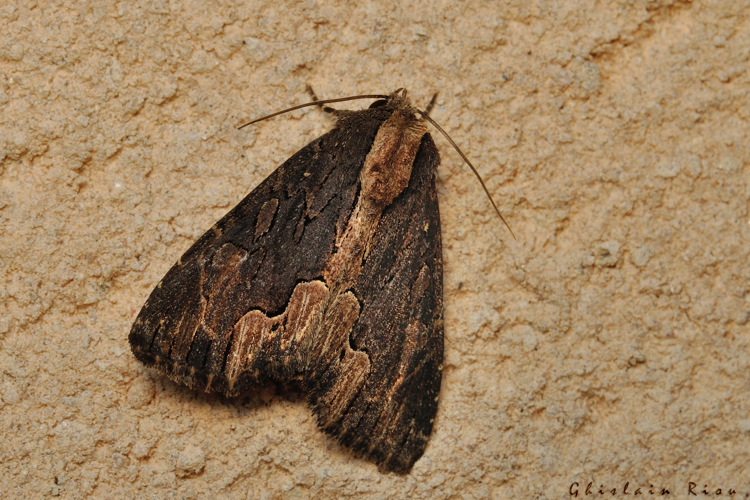 Dypterygia scabriuscula, 15 juillet 2022, Rebigue 31 &copy; Ghislain Riou