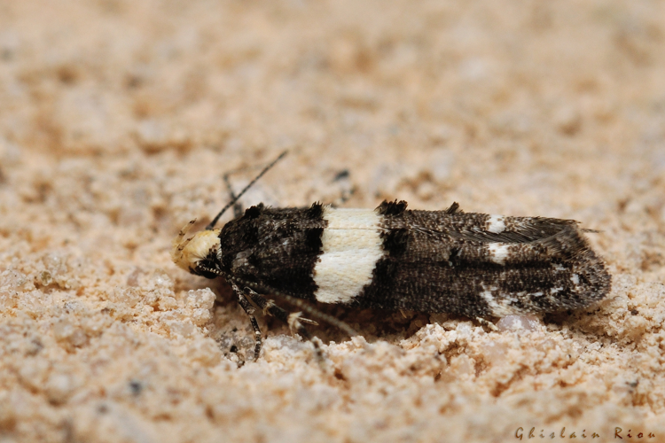 Recurvaria leucatella, 15 juillet 2022, Rebigue 31 &copy; Ghislain Riou