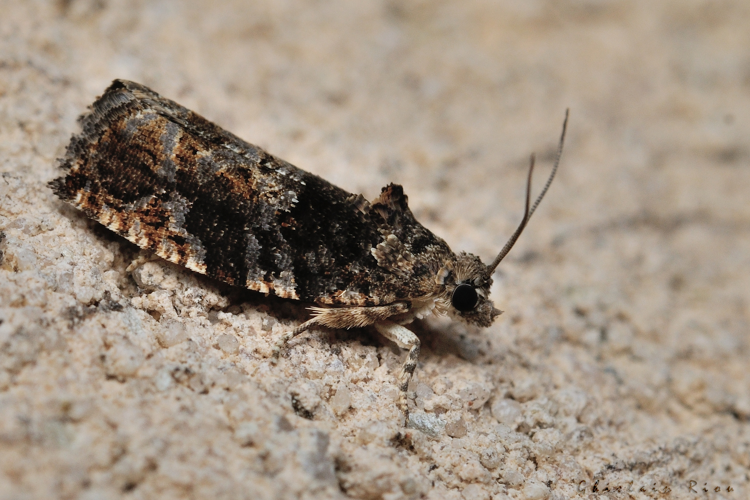 Eudemis profundana, 15 juillet 2022, Rebigue 31 &copy; Ghislain Riou