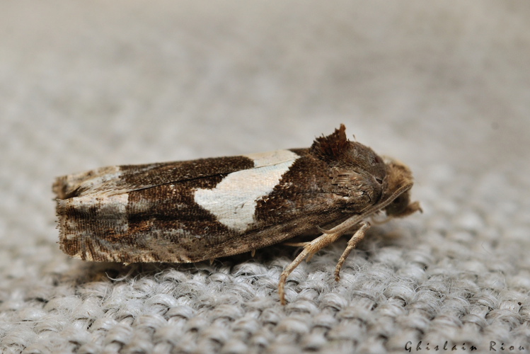 Epiblema foenella, 15 juillet 2022, Rebigue 31 &copy; Ghislain Riou