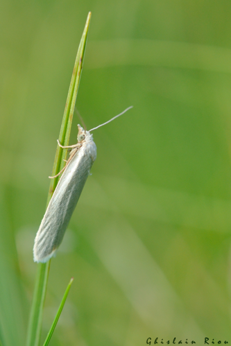 Eana argentana , 12 juillet 2022, Bordères-Louron 65 &copy; Ghislain Riou
