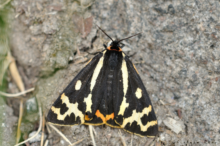Arctia plantaginis, 12 juillet 2022, Bordères-Louron 65 &copy; Ghislain Riou