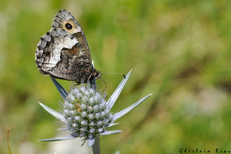 Hipparchia alcyone, 23 juillet 2022, Gavarnie-Gèdre 65 &copy; Ghislain Riou