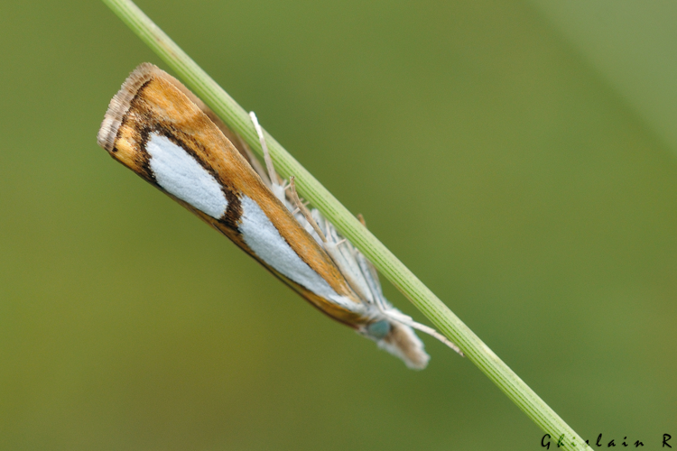 Catoptria pinella, 23 juillet 2022, Gavarnie-Gèdre 65 &copy; Ghislain Riou