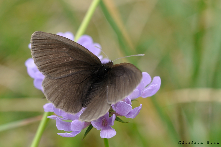 Erebia manto, 23 juillet 2022, Gavarnie-Gèdre 65 &copy; Ghislain Riou