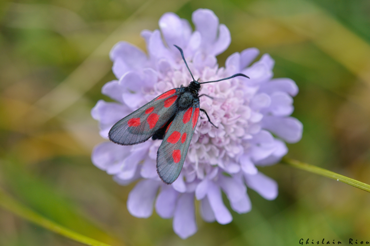 Zygaena viciae nobilis, 22 juillet 2022, Gavarnie-Gèdre 65 &copy; Ghislain Riou
